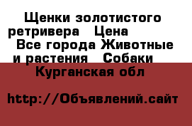 Щенки золотистого ретривера › Цена ­ 15 000 - Все города Животные и растения » Собаки   . Курганская обл.